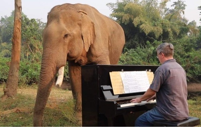 Ο Paul Barton παίζει πιάνο σε ελέφαντες