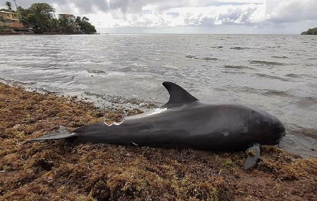 Νεκρά δελφίνια στα ανοιχτά της Μοζαμβίκης