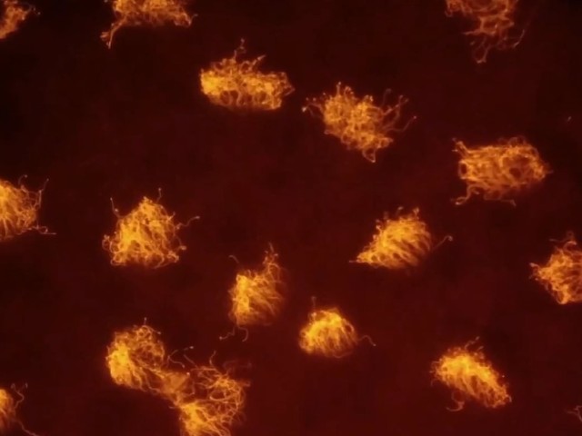 Ερχεται η πιο εξελιγμένη γενιά ζωντανών ρομπότ Xenobot 2.0