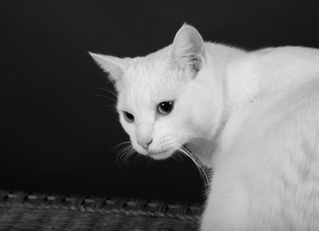 Παναμάς: Γάτος-βαποράκι "συνελήφθη" έξω από φυλακή