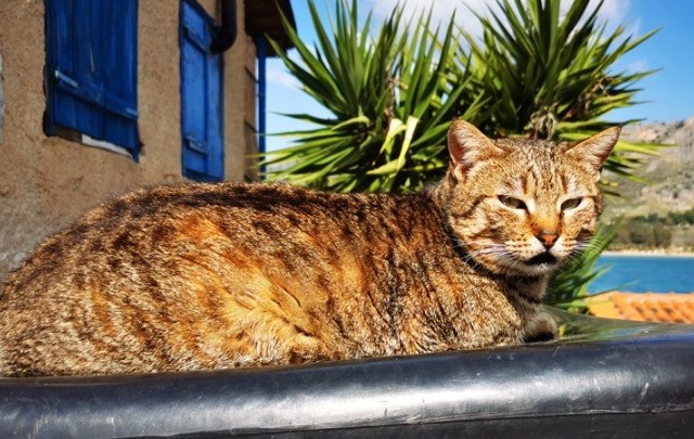 Ερευνα: Οι γάτες μπορούν να κολλήσουν κορονοϊό