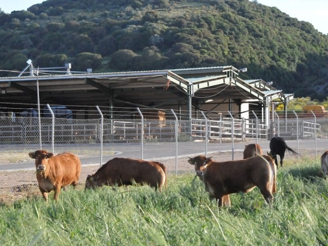 Διευκολύνεις για την ίδρυση και τη λειτουργία των κτηνοτροφικών εγκαταστάσεων