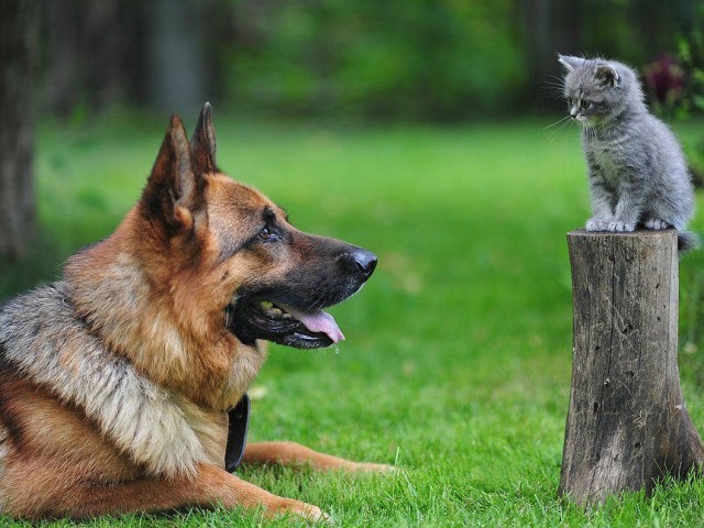 Συχνά σκύλοι και γάτες κολλάνε Covid-19 από τους ιδιοκτήτες