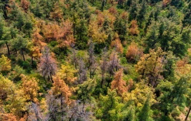Η αναδάσωση πυρόπληκτων περιοχών στόχος της Μοτορ Οιλ και του ΥΠΕΝ