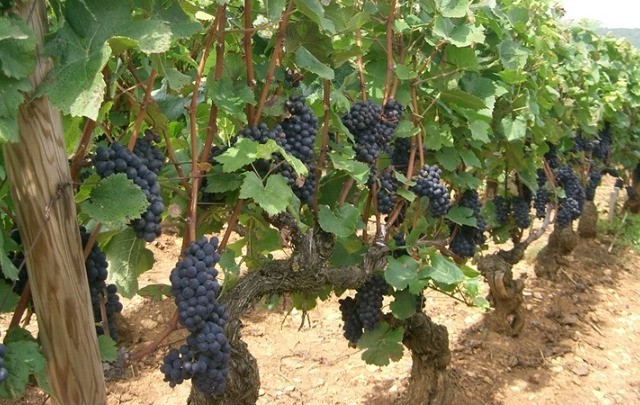 Κτήμα Λαζαρίδη: Ομολογιακό €3 εκατ. για επενδύσεις