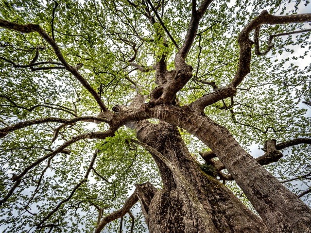 Πανελλήνιος μαθητικός διαγωνισμός για τα υπεραιωνόβια δέντρα της Πελοποννήσου