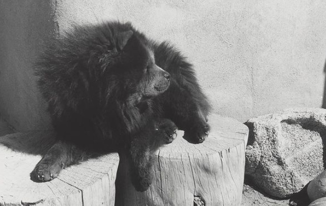 «Georgia O’Keeffe, Photographer» στο Museum of Fine Arts του Χιούστον