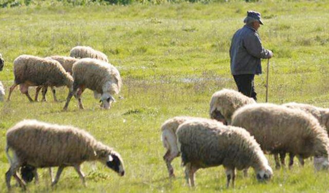 Οι τραπεζίτες ακριβαίνουν το χρήμα – Οι κτηνοτροφικές μας επιχειρήσεις εκπέμπουν SOS