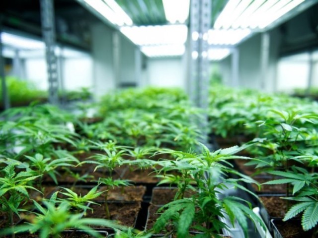 Από τις «χρυσές βίζες» στη διακομματική μπίζνα με την …κάνναβη! 