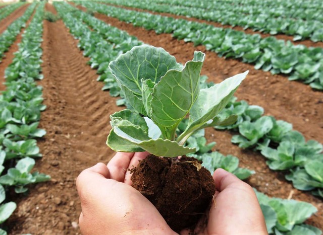 Eurostat: Η έκταση που χρησιμοποιείται για βιολογική παραγωγή αντιστοιχεί στο 9,9% της γεωργικής έκτασης