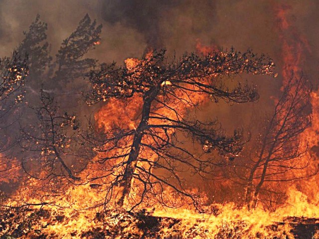 Δασικές πυρκαγιές - μια αυξανόμενη παγκόσμια απειλή