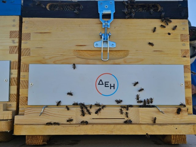 Restart Evros: Η ΔΕΗ στηρίζει την αναγέννηση της φύσης στον Έβρο με 660.000 μέλισσες