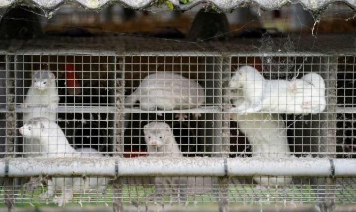 Δανία: Σκότωσαν 15 εκατ. βιζόν για τον κίνδυνο μετάλλαξης του κορωνοϊού