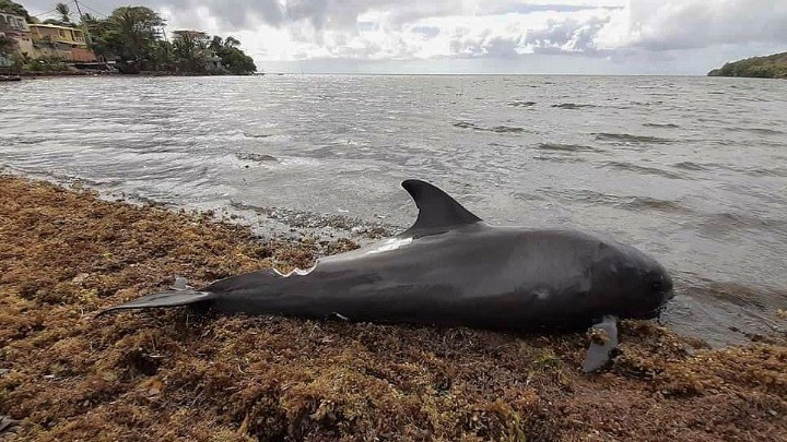 Νεκρά δελφίνια στα ανοιχτά της Μοζαμβίκης
