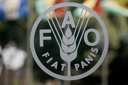 FAO: Αύξηση των διεθνών τιμών των τροφίμων τον Αύγουστο