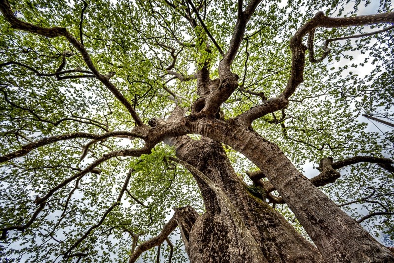 Πανελλήνιος μαθητικός διαγωνισμός για τα υπεραιωνόβια δέντρα της Πελοποννήσου