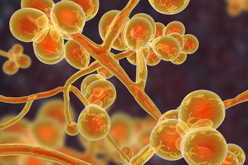 HΠΑ: Συναγερμός για την εξάπλωση του δυνητικά θανατηφόρου μύκητα Candida Auris σε 30 πολιτείες